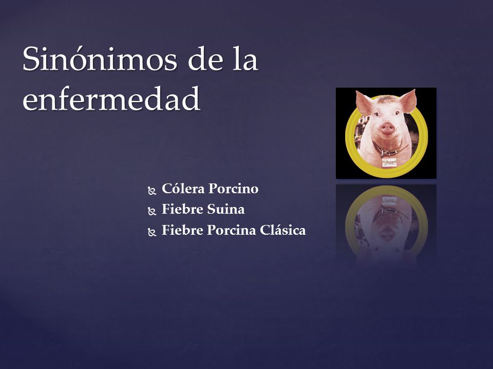 Patogénesis del cólera porcino de la hipertensión